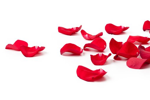 Silk Rose Petals